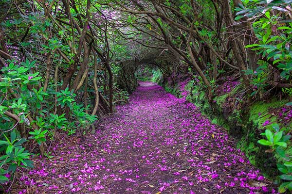 تونل گل صد تومانی در Reenagross پارک، کنمار، داکوتای شمالی ایرلند