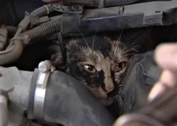 cat-Stuck-in-car-winter-motamem-7